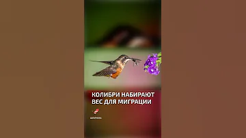 Колибри набирают вес для миграции  - интересные факты о колибри