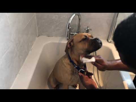 Video: Har hunden virkelig brug for deres tænder renset?