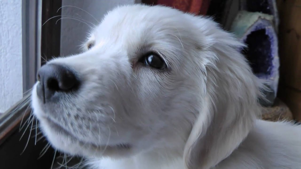 Golden Retriever Puppy Henry - 10 Weeks old - YouTube