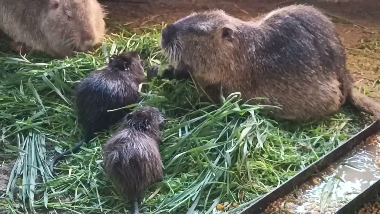 Переводим на разовое питание кашей!!!