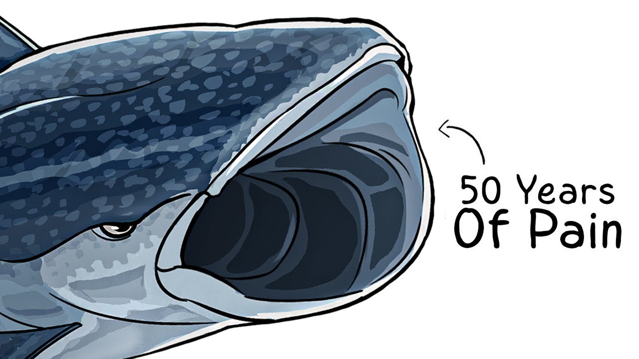 Why it Sucks To Be Born As a Whale Shark