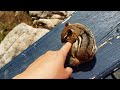 나의 첫 야생 다람쥐 쳐키 이야기 The Story Of Chucky: My First Wild Chipmunk Friend