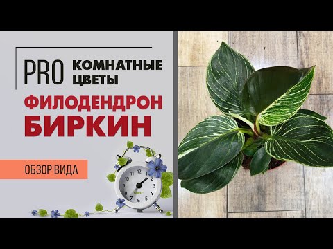 Video: Биркин филодендронбу?