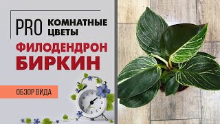 Филодендрон Биркин - пестрый и редкий филодендрон | Модное комнатное растение