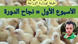 ملخص للأسبوع الأول من دورة الفراخ البيضة و طريقة الاستقبال للكتاكيت