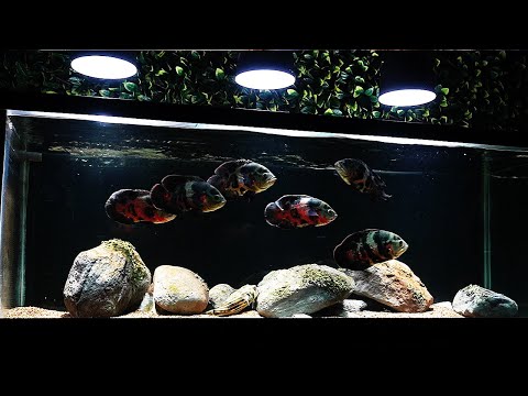 Video: Pro dan Kontra Pemberian Makanan Hidup Ikan Anda