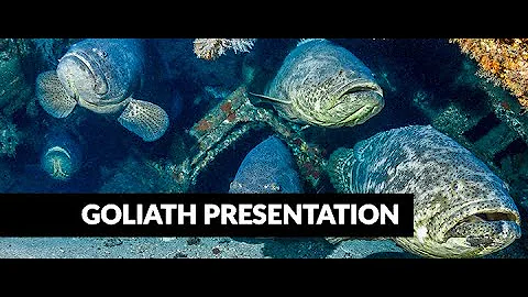 Big Fish Story, Goliath Groupers FB Live