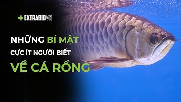 CÁ CHUYỆN | KHÁM PHÁ NHỮNG BÍ MẬT CỰC ÍT NGƯỜI BIẾT VỀ CÁ RỒNG