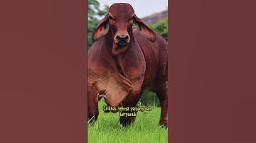 Sapi brahman #sapi #cow #sapimakan #sapipedaging #sapigemuk #animals