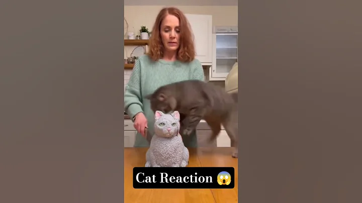 Video 11536331: cat cute dog animals, cats dogs funny animals, cat reaction