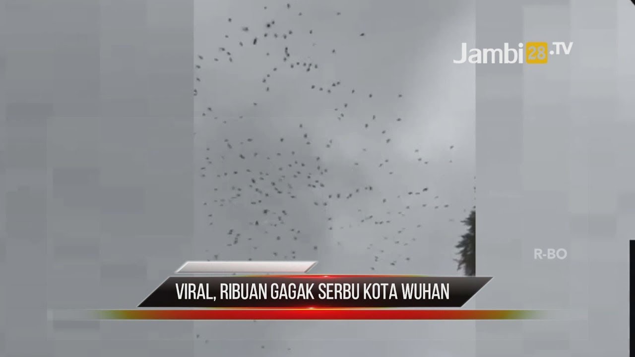 Viral Ribuan Burung Gagak Serbu Kota Wuhan Pertanda Apa