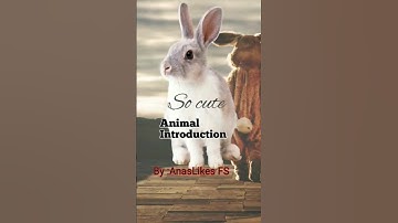 Rabbit | Animal introduction 🐰😜🐰#shortvideo #youtubeshort #animals