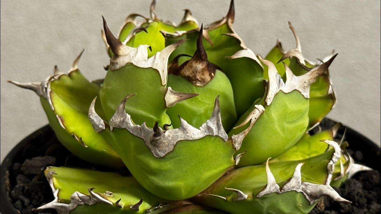 アガベ・チタノタ 姫厳竜(厳選)-099｜agave titanota dwarf | Plu