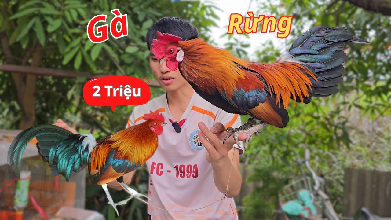 Chơi Lớn Mua Thêm 2 Chú Gà Rừng Siêu Đẹp Về Khu Vườn | Hùng Thổ