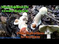 Опасный двойник зонтика краснеющего ХЛОРОФИЛЛУМ ТЁМНО-БУРЫЙ Chlorophyllum brunneum