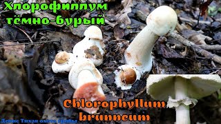 Опасный двойник зонтика краснеющего ХЛОРОФИЛЛУМ ТЁМНО-БУРЫЙ Chlorophyllum brunneum