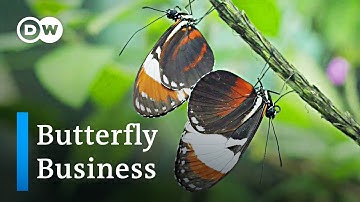 Costa Rica: Breeding butterflies for the world | Global Ideas