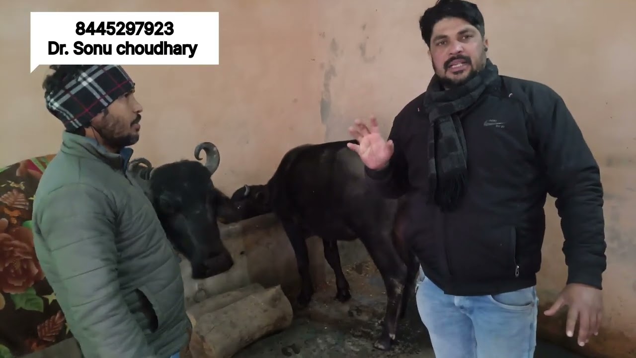 Treatment of Repeter buffalo 🐃 52 day's pregnant,🙏🦬