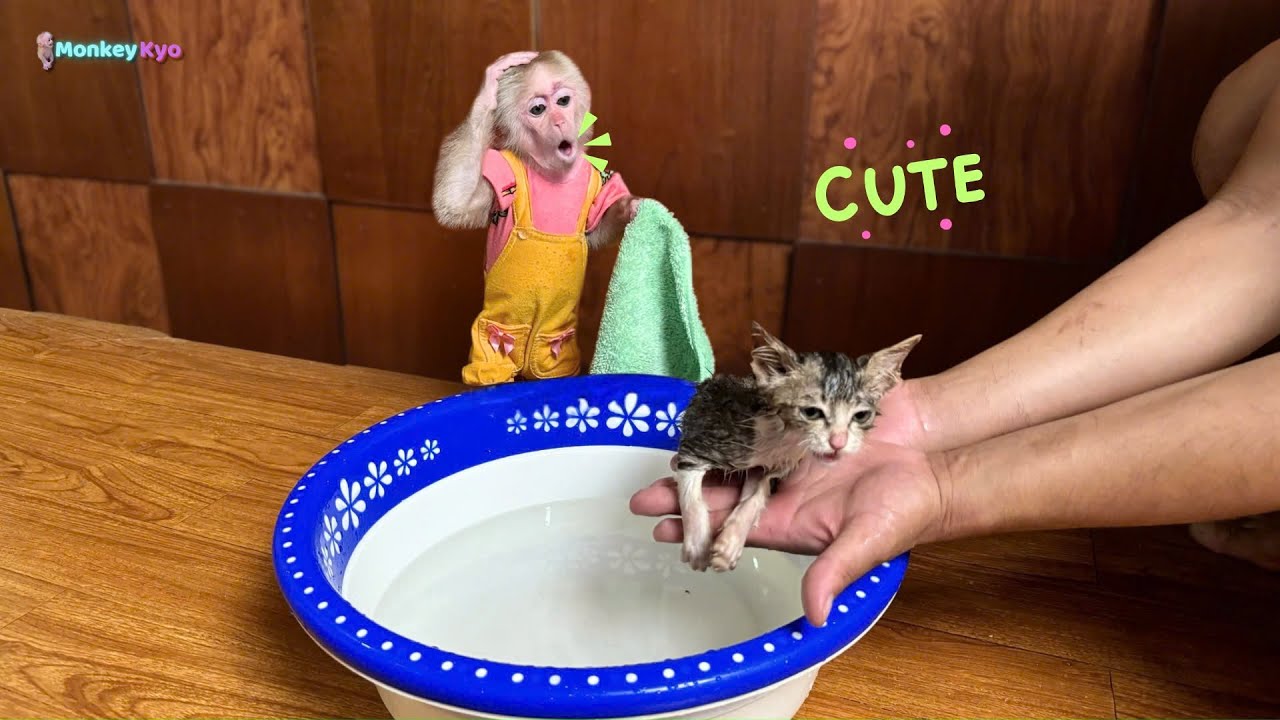 Кёо неожиданно помогает папе купать котенка – Супер милое действие!