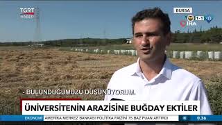 Uludağ Üniversitesi Buğday Ekti, Üretime Katkı Sağladı