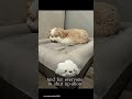 Pawfessional Napping 😴 🐾 #fypシ #relatable #bernedoodle #capcut