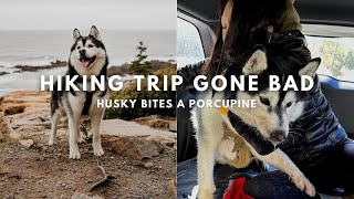 Husky Bites a Porcupine! | Hiking at Acadia National Park | Terramor Outdoor Resort by Elaine Le 190 views 1 year ago 23 minutes