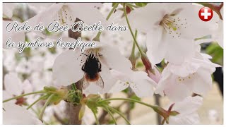 Role de Bee Beetle dans la symbiose benefique by Animal group Eu 2,122 views 2 years ago 11 minutes, 5 seconds