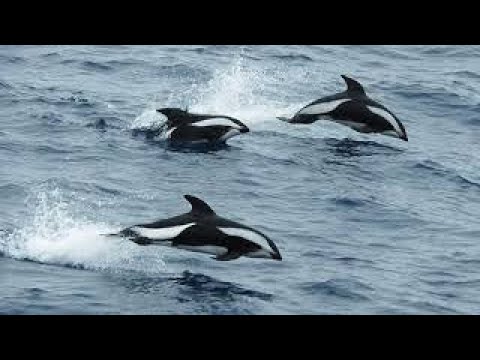 VIRGIN OCEAN Ian Parker with Bridin Brennan on vocals - YouTube