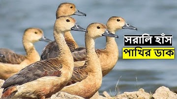 সরালি হাঁস পাখির ডাক রিংটোন | Lesser Whistling Duck Call | Lesser Whistling Duck Sound@wildindiamit​