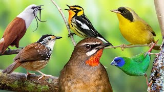 The Sound of Nature - The Most Beautiful Birds.🐦 by Birds & Sounds of Nature 362 views 2 months ago 10 minutes, 6 seconds