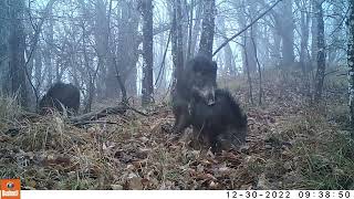 Fototrappolaggio Trailcam 2022 - Un anno nel bosco