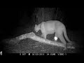 Florida Panthers at Night on Trail Cam