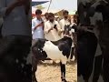 ek bakare ke do sar allah akbar #shorts