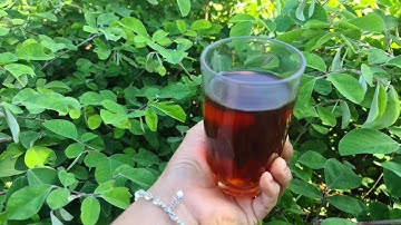 chia sẻ cây thuốc quý kim tiền thảo và công dụng trị bệnh