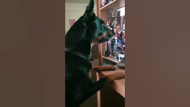 love's to watch himself on tv🤦‍♂️#kelpie #australianshepherd #dog
