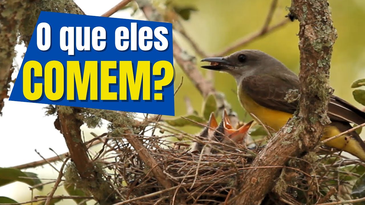 4 MANEIRAS das AVES ALIMENTAREM seus FILHOTES e o que PASSARINHOS comem ...