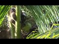 Mat Salleh the Macaque Monkey Plucking Coconut  1