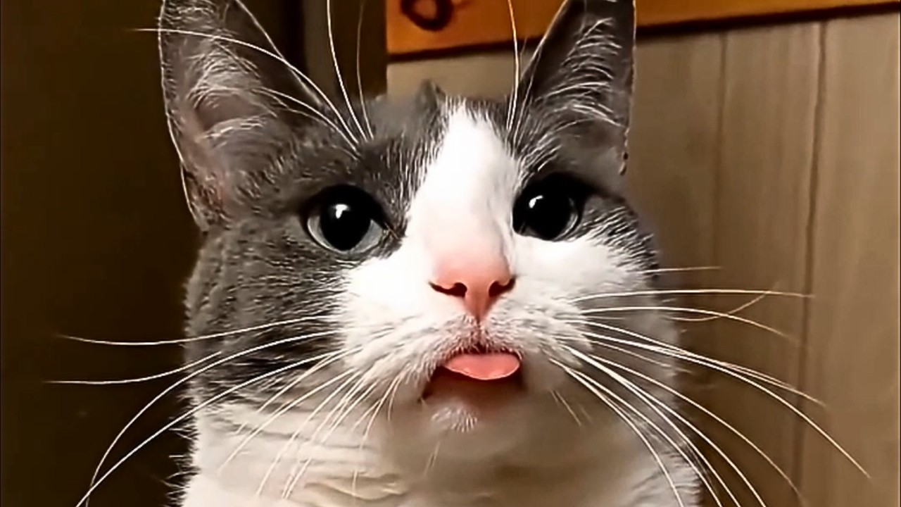 This Is Your Daily Dose of Cats Day 44