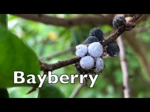 Video: Hoe om 'n Northern Bayberry te kweek - Leer oor Northern Bayberry-versorging en -onderhoud