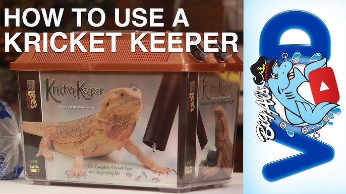 HOW TO SETUP A CRICKET KEEPER! 