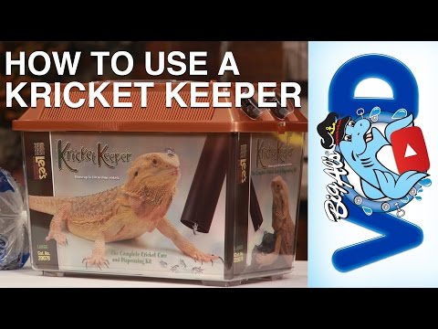 Lee’s cricket keeper small