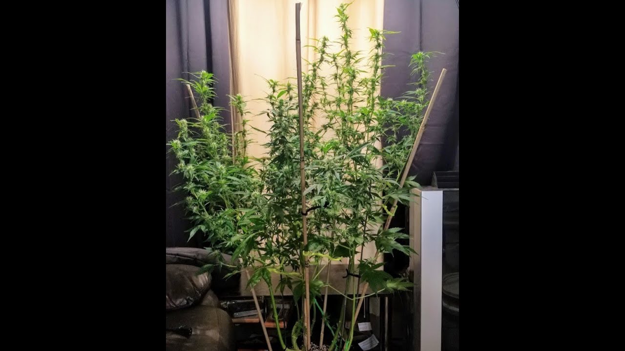 Huge Autoflower Final Training.  Northern Light X Big Bud Auto