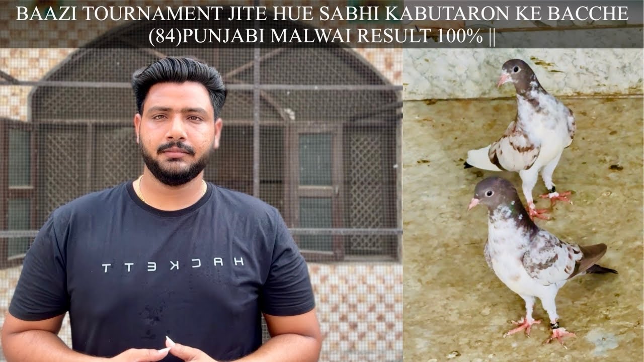 BAAZI TOURNAMENT JITE HUE SABHI KABUTARON KE BACCHE (84)PUNJABI MALWAI RESULT 100% ||