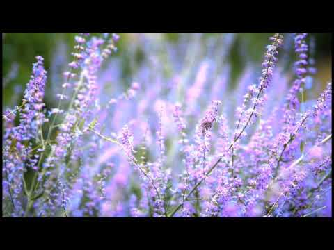 Don't Steal my heart! Relaxing music