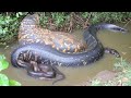 The Hidden Giant of the Jungle Rivers