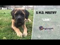 MASTIFF / DOG TRAINING の動画、YouTube動画。
