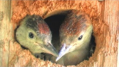 Cute Baby Red Bellied Woodpeckers in Nest Box