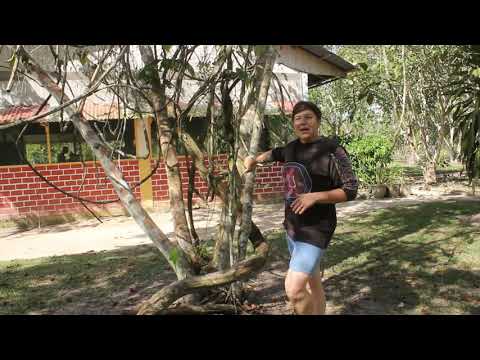 Differences Between Ayahuasca Pure Vine & Ayahuasca With DMT