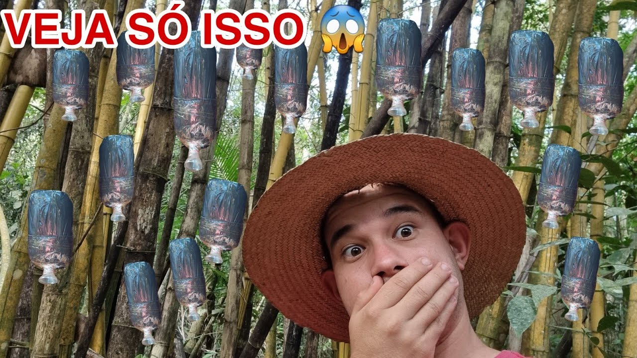 Fui na MATA recolher ISCA e tive VÁRIAS SURPRESSAS (você precisa ver isso)