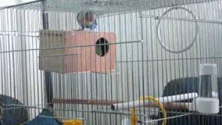 LoveBirds Fisher SansOoOn & ALoooLo (Part 2) طيور الحب فيشر سنسون وألولو